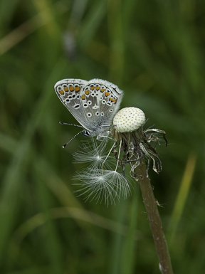 brown argus underside